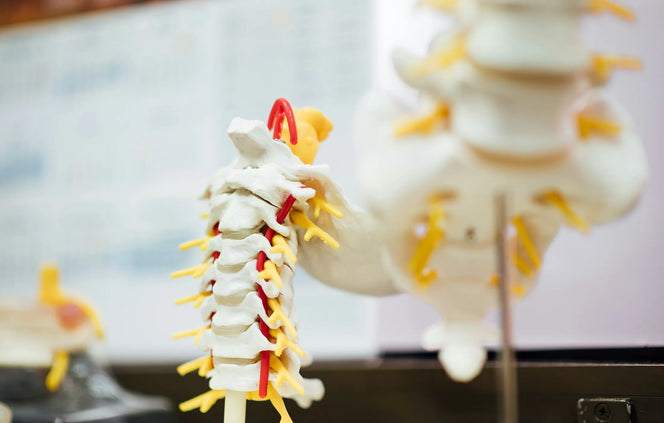 5 Years, 241 Patients: What a New Cannabis and Back Pain Study Actually Found