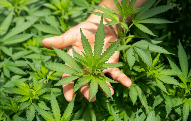 CBG: The Mother Cannabinoid for Focus and Clean Energy