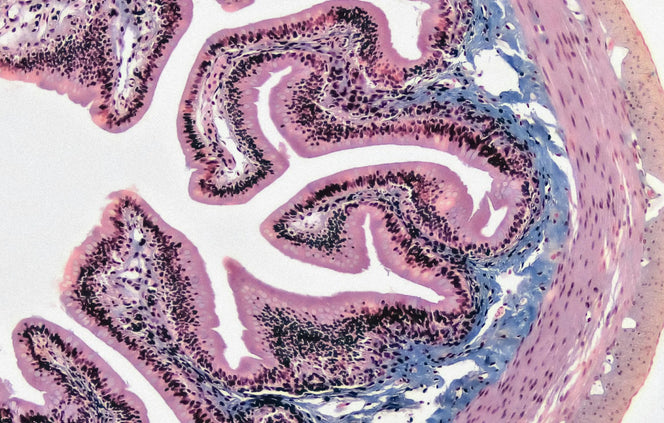 Gut Health and the Endocannabinoid System: The Athlete's Stomach Nobody Explains
